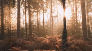 Preview wallpaper forest, trees, fern, sunlight, nature