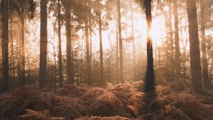 Preview wallpaper forest, trees, fern, sunlight, nature