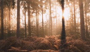 Preview wallpaper forest, trees, fern, sunlight, nature