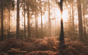 Preview wallpaper forest, trees, fern, sunlight, nature