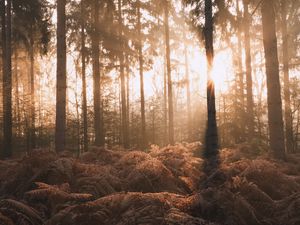 Preview wallpaper forest, trees, fern, sunlight, nature