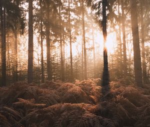 Preview wallpaper forest, trees, fern, sunlight, nature