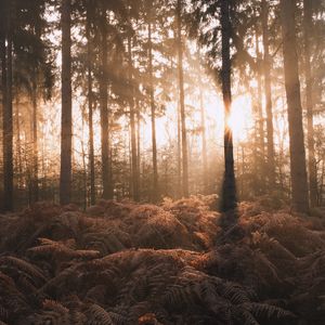 Preview wallpaper forest, trees, fern, sunlight, nature