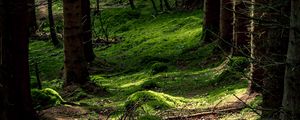 Preview wallpaper forest, trees, fern, moss, nature