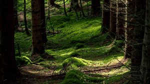 Preview wallpaper forest, trees, fern, moss, nature