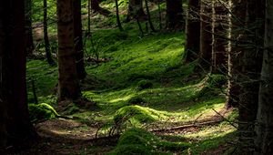 Preview wallpaper forest, trees, fern, moss, nature