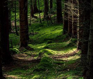 Preview wallpaper forest, trees, fern, moss, nature