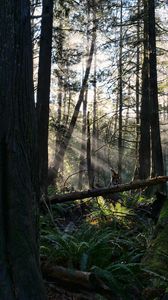 Preview wallpaper forest, trees, fern, sunlight