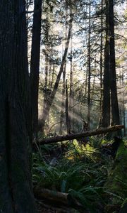 Preview wallpaper forest, trees, fern, sunlight