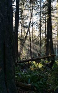 Preview wallpaper forest, trees, fern, sunlight