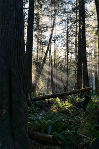 Preview wallpaper forest, trees, fern, sunlight