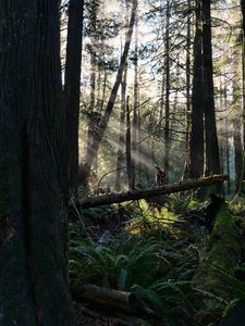 Preview wallpaper forest, trees, fern, sunlight