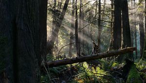 Preview wallpaper forest, trees, fern, sunlight