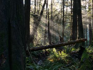 Preview wallpaper forest, trees, fern, sunlight