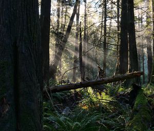 Preview wallpaper forest, trees, fern, sunlight