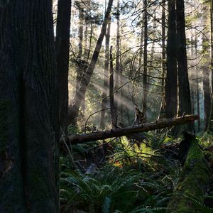 Preview wallpaper forest, trees, fern, sunlight