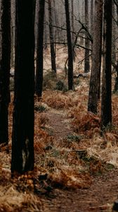 Preview wallpaper forest, trees, fern, path, nature