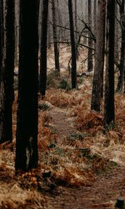 Preview wallpaper forest, trees, fern, path, nature