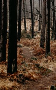 Preview wallpaper forest, trees, fern, path, nature