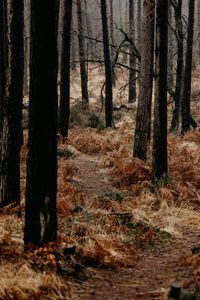 Preview wallpaper forest, trees, fern, path, nature