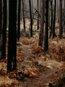 Preview wallpaper forest, trees, fern, path, nature