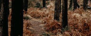 Preview wallpaper forest, trees, fern, path, nature