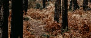 Preview wallpaper forest, trees, fern, path, nature