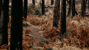 Preview wallpaper forest, trees, fern, path, nature