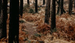 Preview wallpaper forest, trees, fern, path, nature