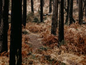 Preview wallpaper forest, trees, fern, path, nature