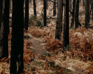 Preview wallpaper forest, trees, fern, path, nature