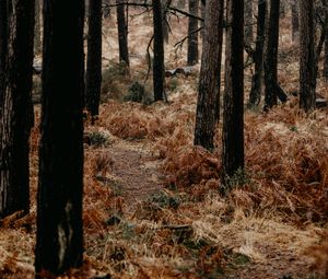 Preview wallpaper forest, trees, fern, path, nature