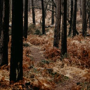 Preview wallpaper forest, trees, fern, path, nature