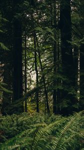 Preview wallpaper forest, trees, fern, nature, summer, green