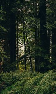 Preview wallpaper forest, trees, fern, nature, summer, green