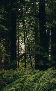 Preview wallpaper forest, trees, fern, nature, summer, green