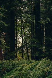 Preview wallpaper forest, trees, fern, nature, summer, green