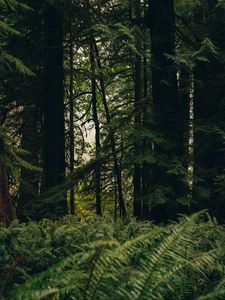 Preview wallpaper forest, trees, fern, nature, summer, green