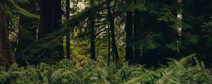 Preview wallpaper forest, trees, fern, nature, summer, green