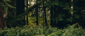 Preview wallpaper forest, trees, fern, nature, summer, green