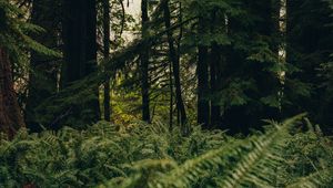 Preview wallpaper forest, trees, fern, nature, summer, green