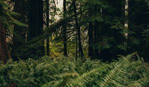 Preview wallpaper forest, trees, fern, nature, summer, green