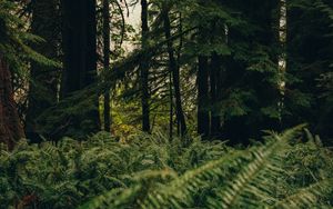 Preview wallpaper forest, trees, fern, nature, summer, green