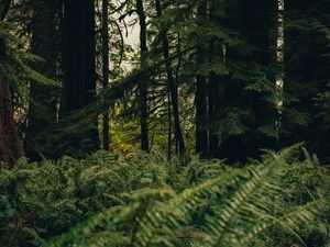 Preview wallpaper forest, trees, fern, nature, summer, green