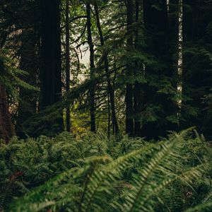 Preview wallpaper forest, trees, fern, nature, summer, green