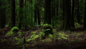 Preview wallpaper forest, trees, ferns, nature, landscape