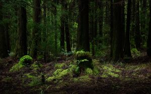 Preview wallpaper forest, trees, ferns, nature, landscape
