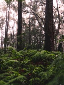 Preview wallpaper forest, trees, ferns, grass