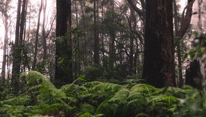 Preview wallpaper forest, trees, ferns, grass