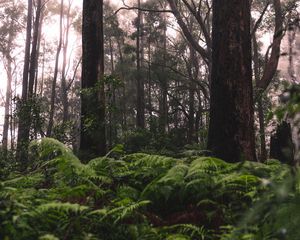 Preview wallpaper forest, trees, ferns, grass